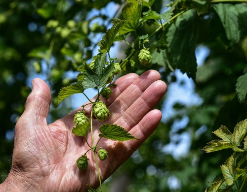 Hopfen