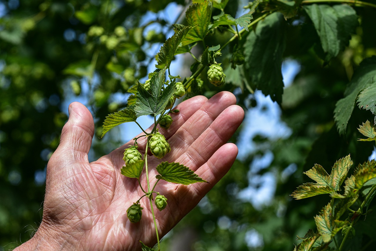 Hopfen